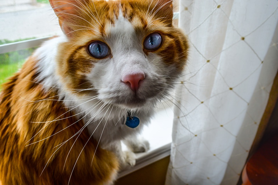 orange cat